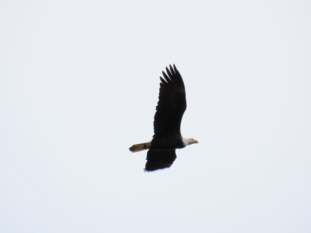 Bald Eagle - ML644564676