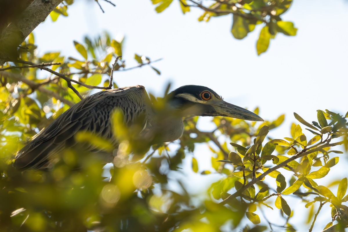 gulkronehegre (violacea gr.) - ML644564678