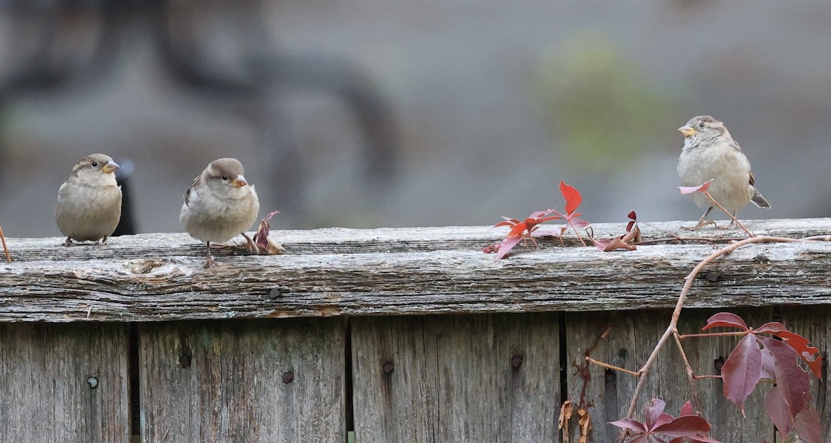 House Sparrow - ML644564679