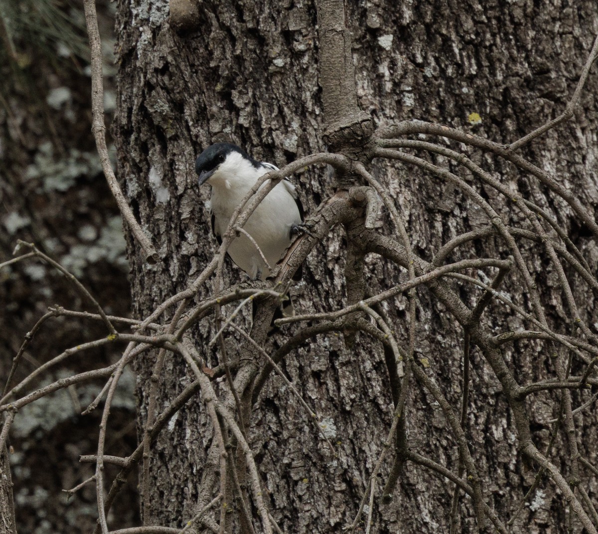 White-winged Triller - ML644564680