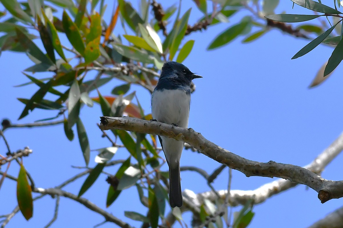 Leaden Flycatcher - ML644564683
