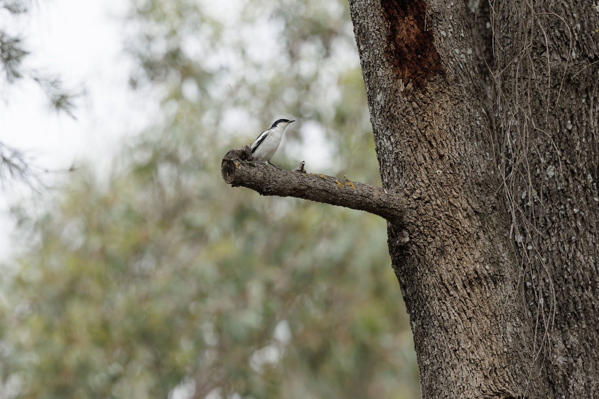 White-winged Triller - ML644564684