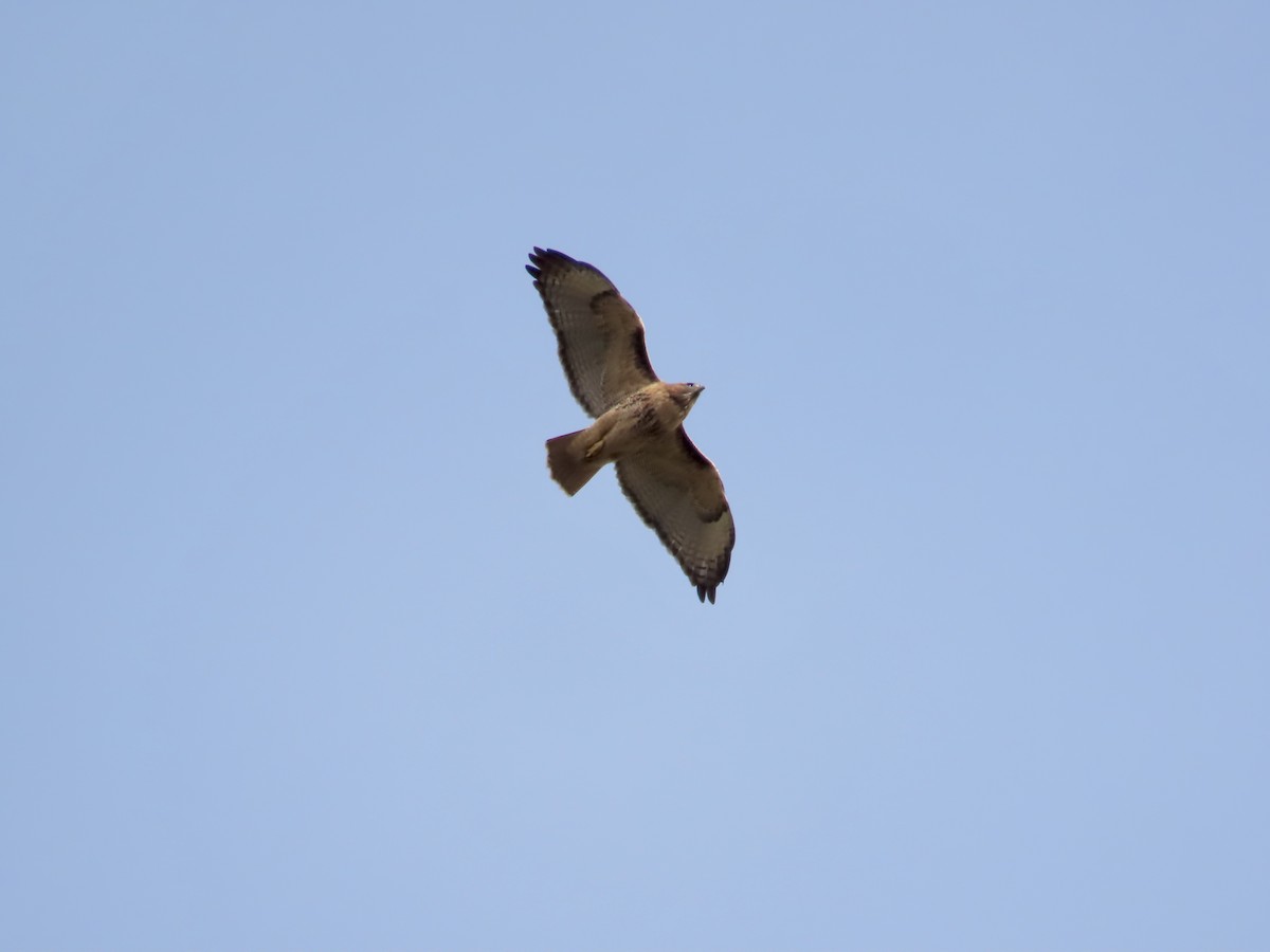 Red-tailed Hawk - ML644564686