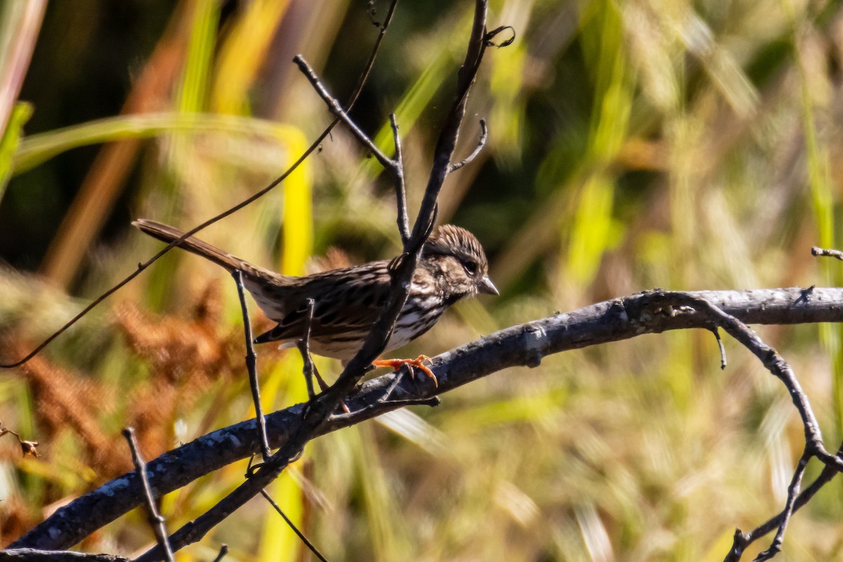 Singammer - ML644564690