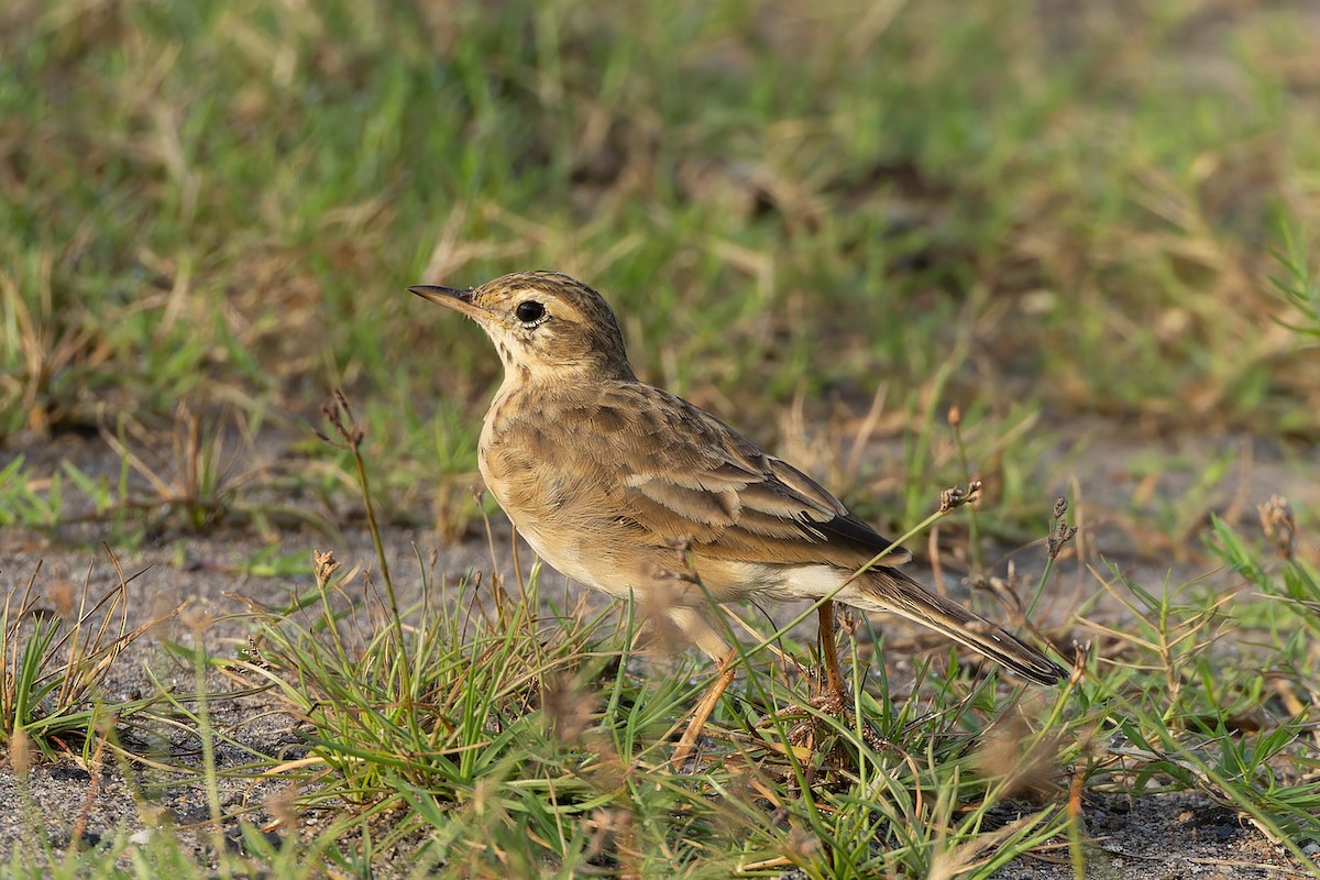 Paddyfield Pipit - ML644564699