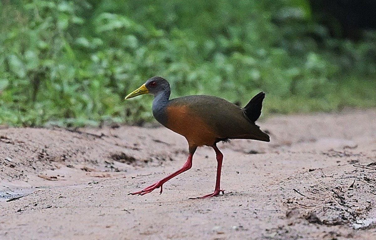 Gray-cowled Wood-Rail - ML644564704