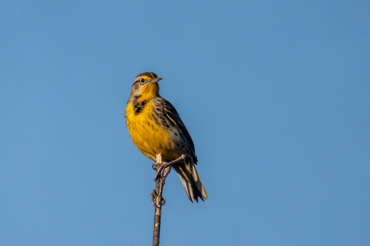 Wiesenstärling - ML644564710