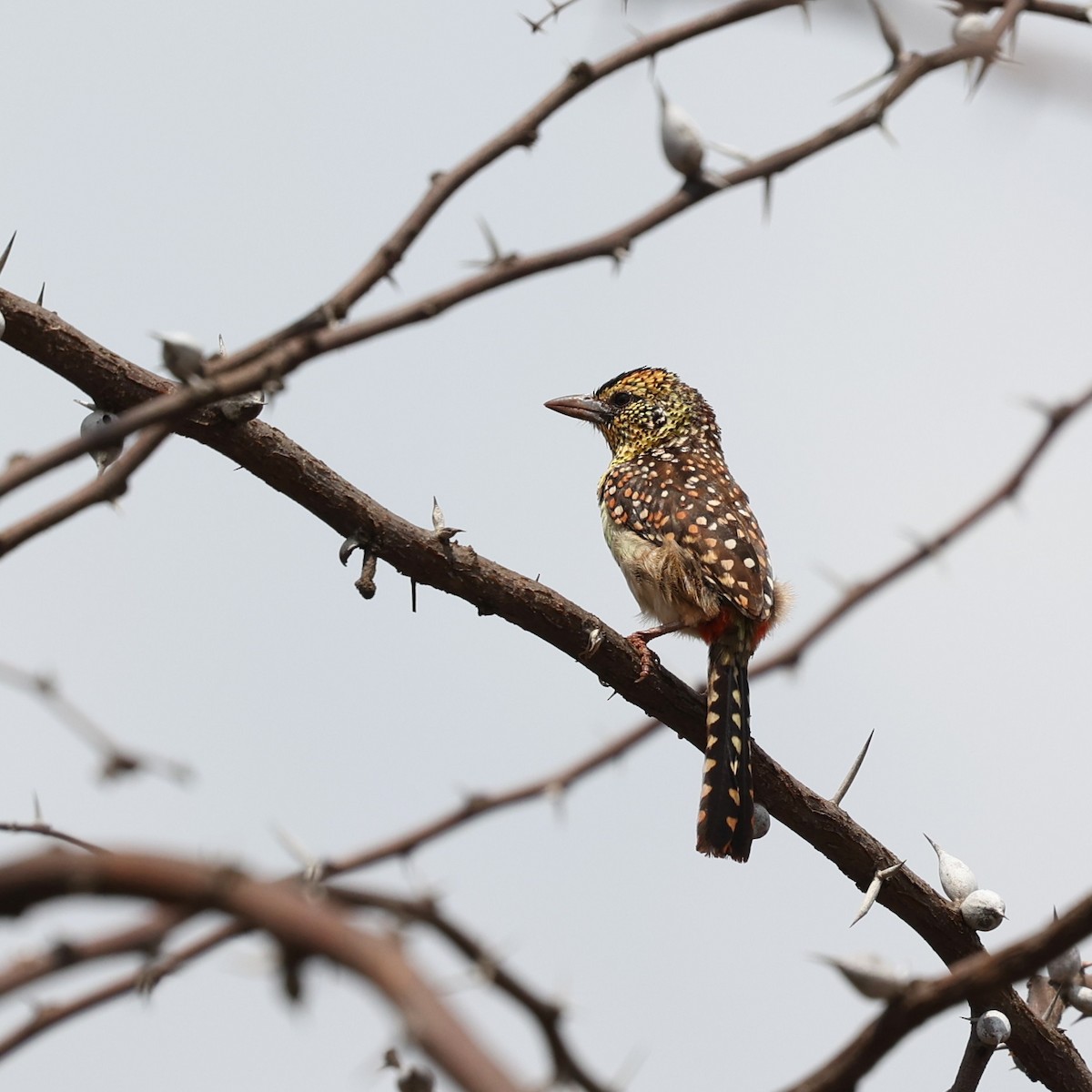 småperleskjeggfugl - ML644564711