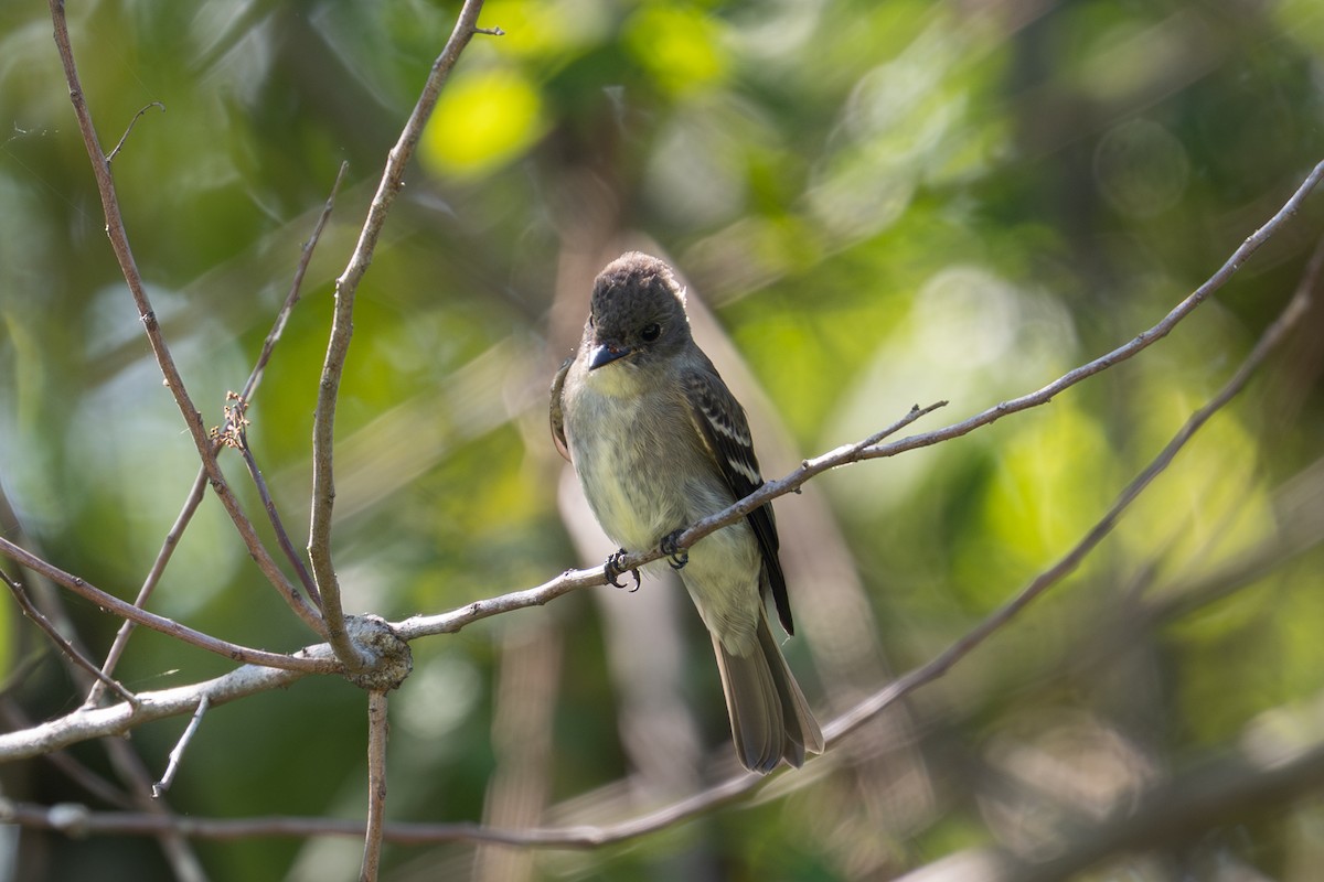 Hellbauch-Schnäppertyrann - ML644564712