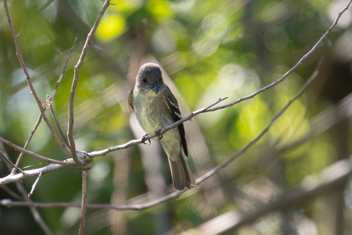 Hellbauch-Schnäppertyrann - ML644564713