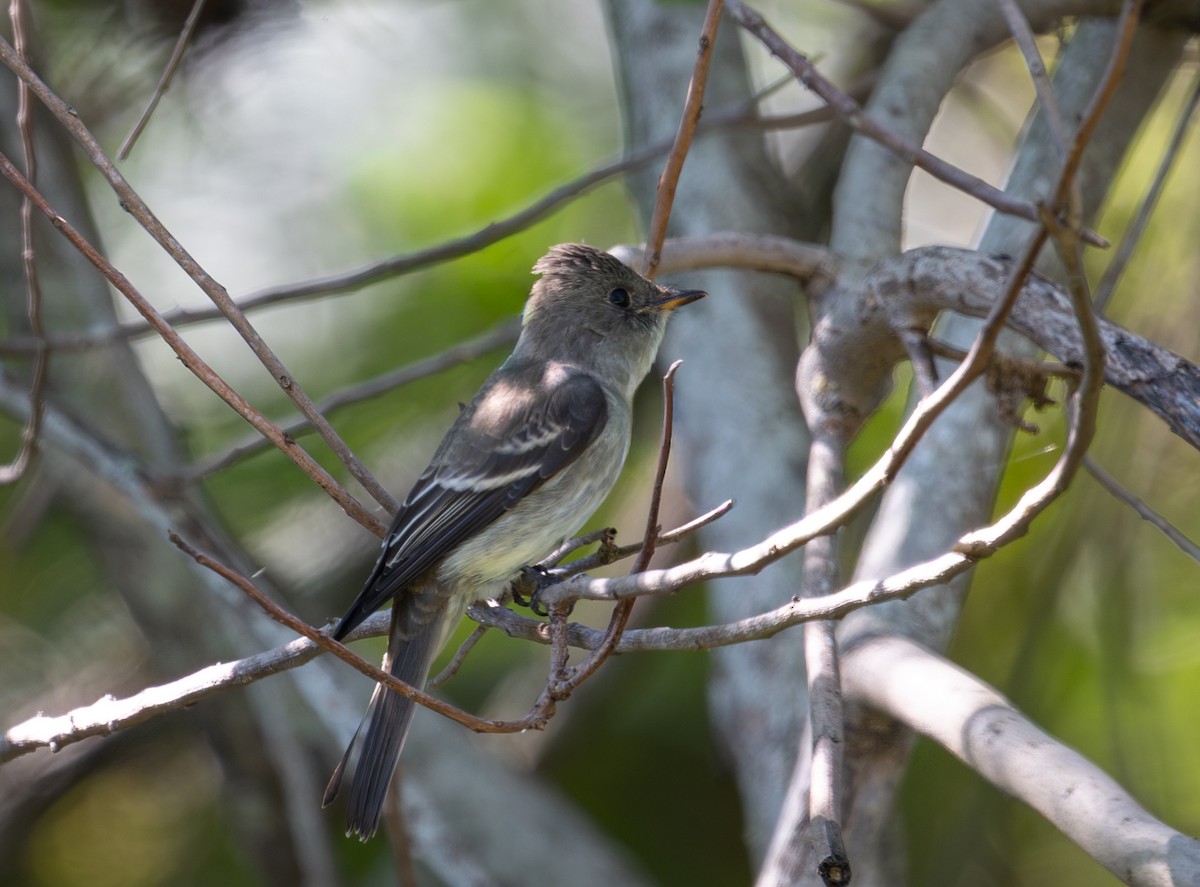 Hellbauch-Schnäppertyrann - ML644564714