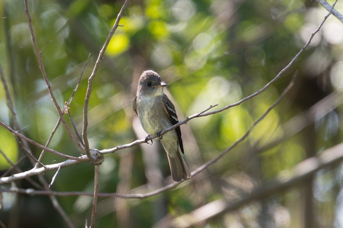 Hellbauch-Schnäppertyrann - ML644564715