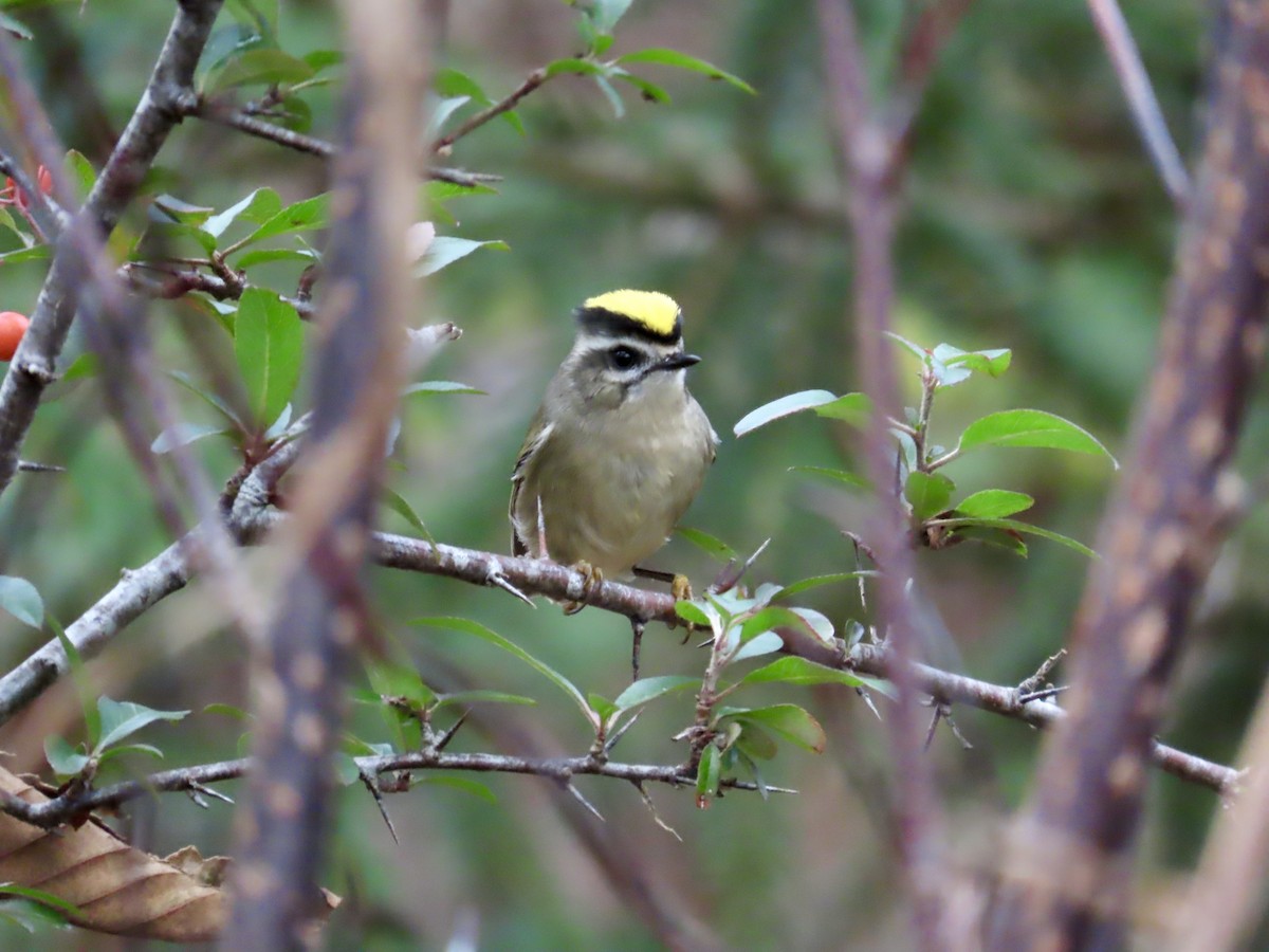 Golden-crowned Kinglet - ML644564723
