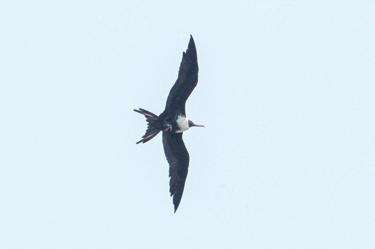 Magnificent Frigatebird - ML644564725