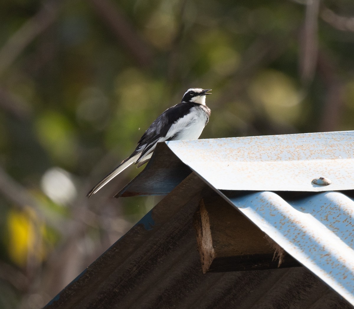 African Pied Wagtail - ML644564735