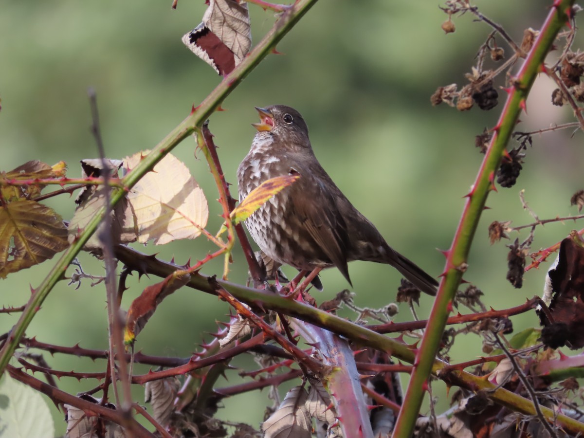 Fox Sparrow - ML644564737