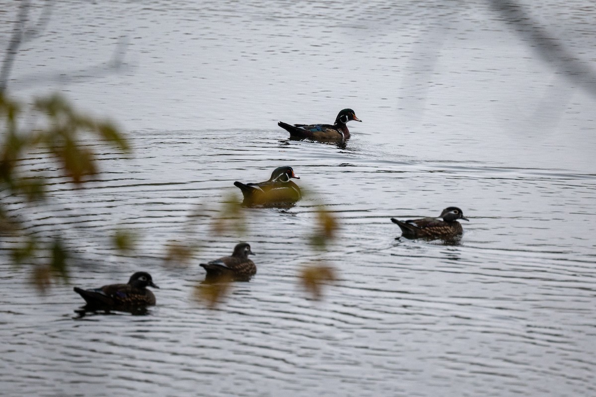 Ahate karolinarra - ML644564738