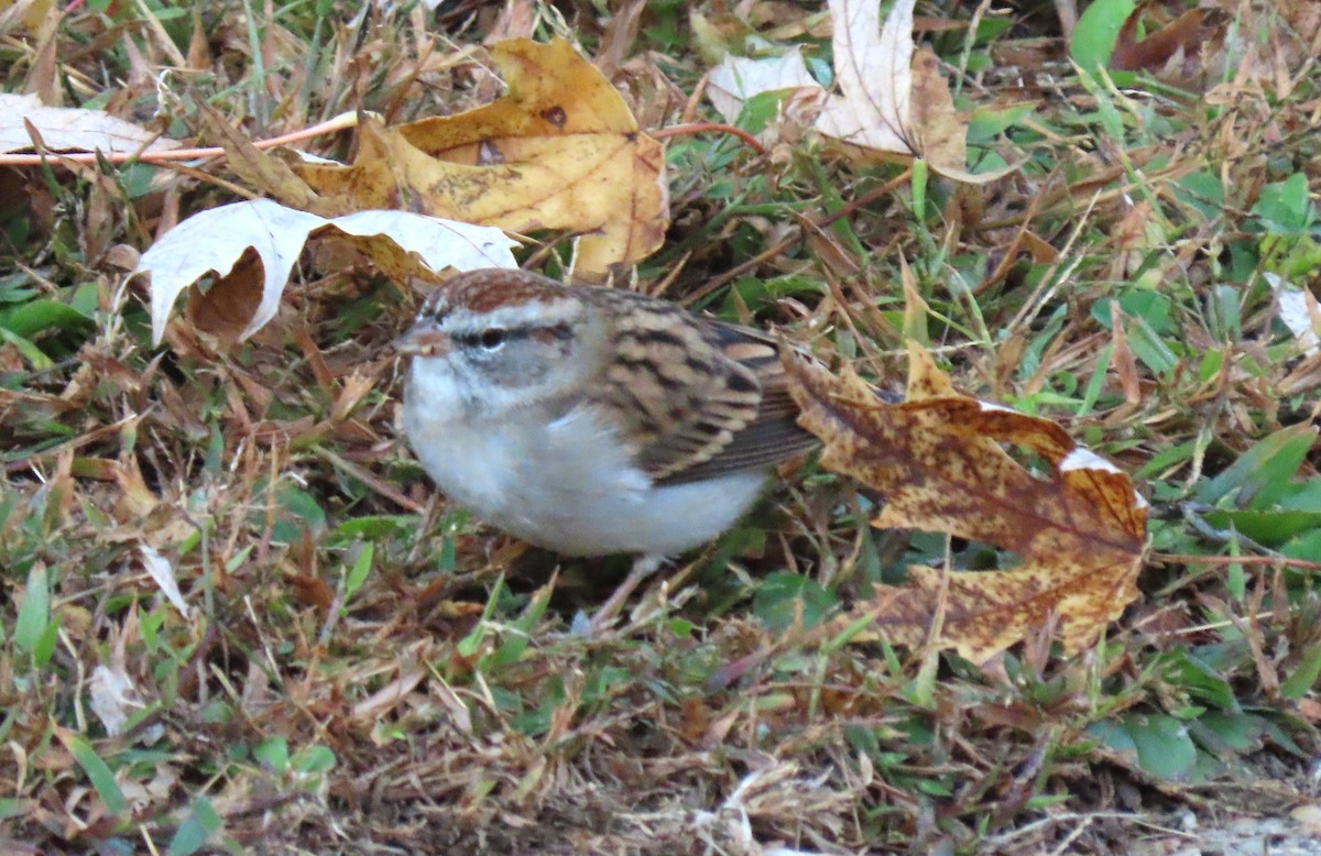 Cırcır Sesli Serçe - ML644564745