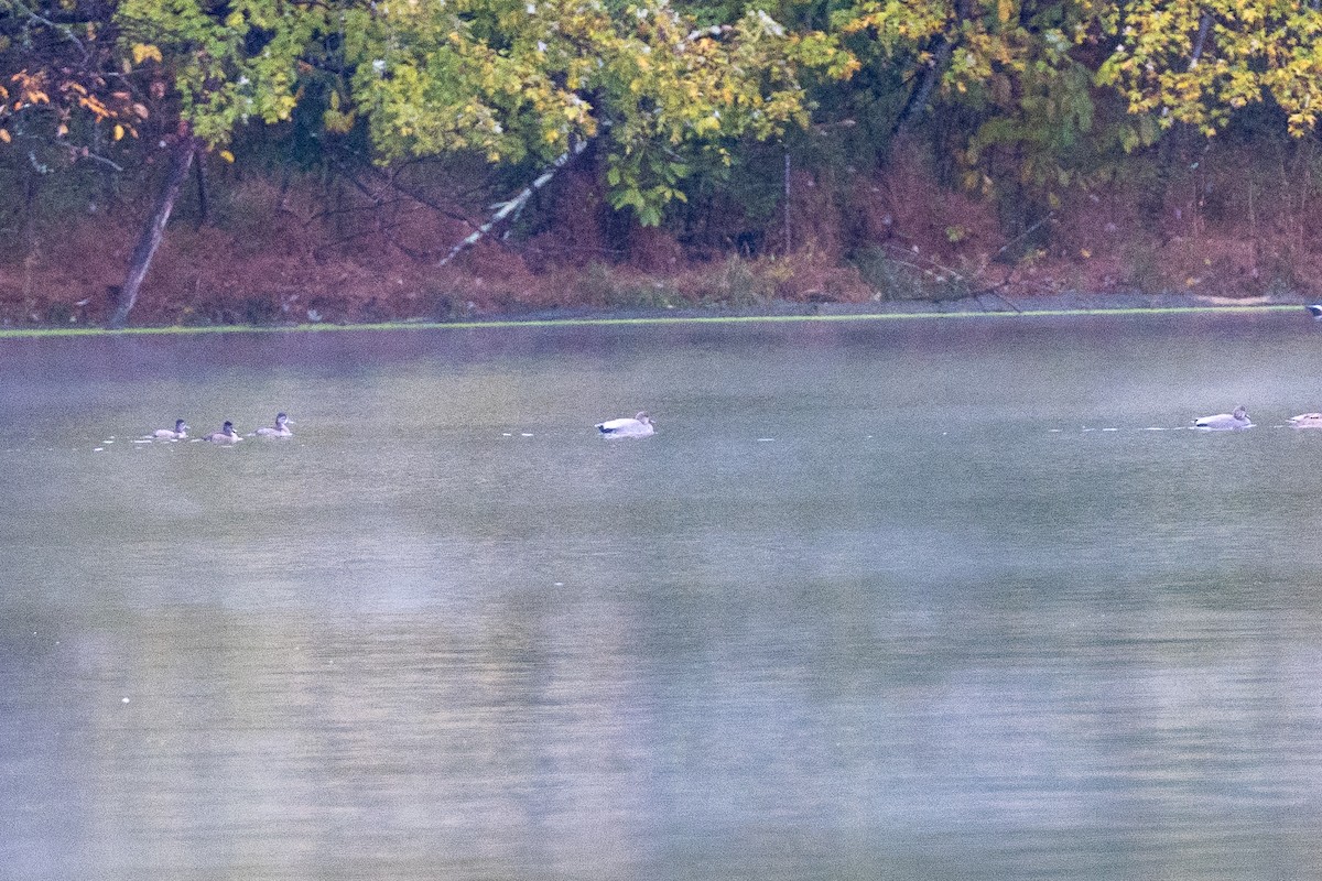 Ipar-ahatea - ML644564748