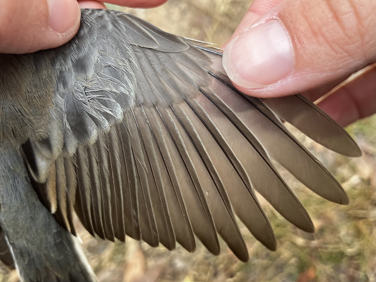 Winterammer (hyemalis/carolinensis) - ML644564751