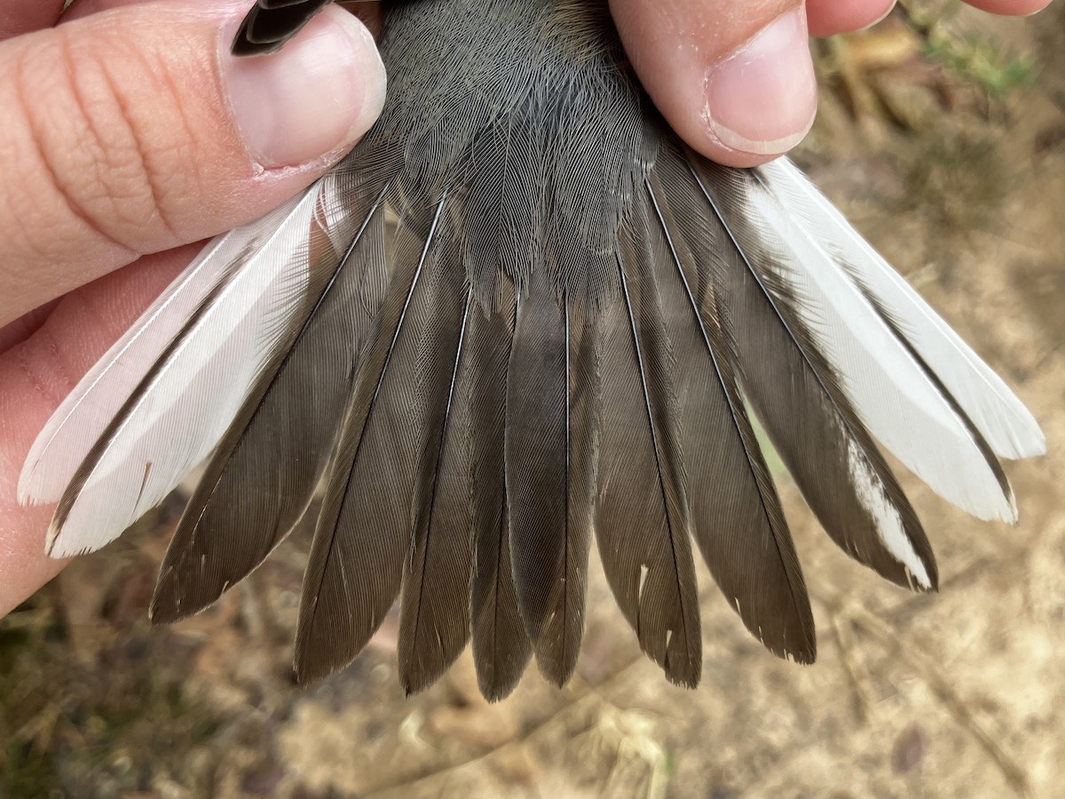 Winterammer (hyemalis/carolinensis) - ML644564752