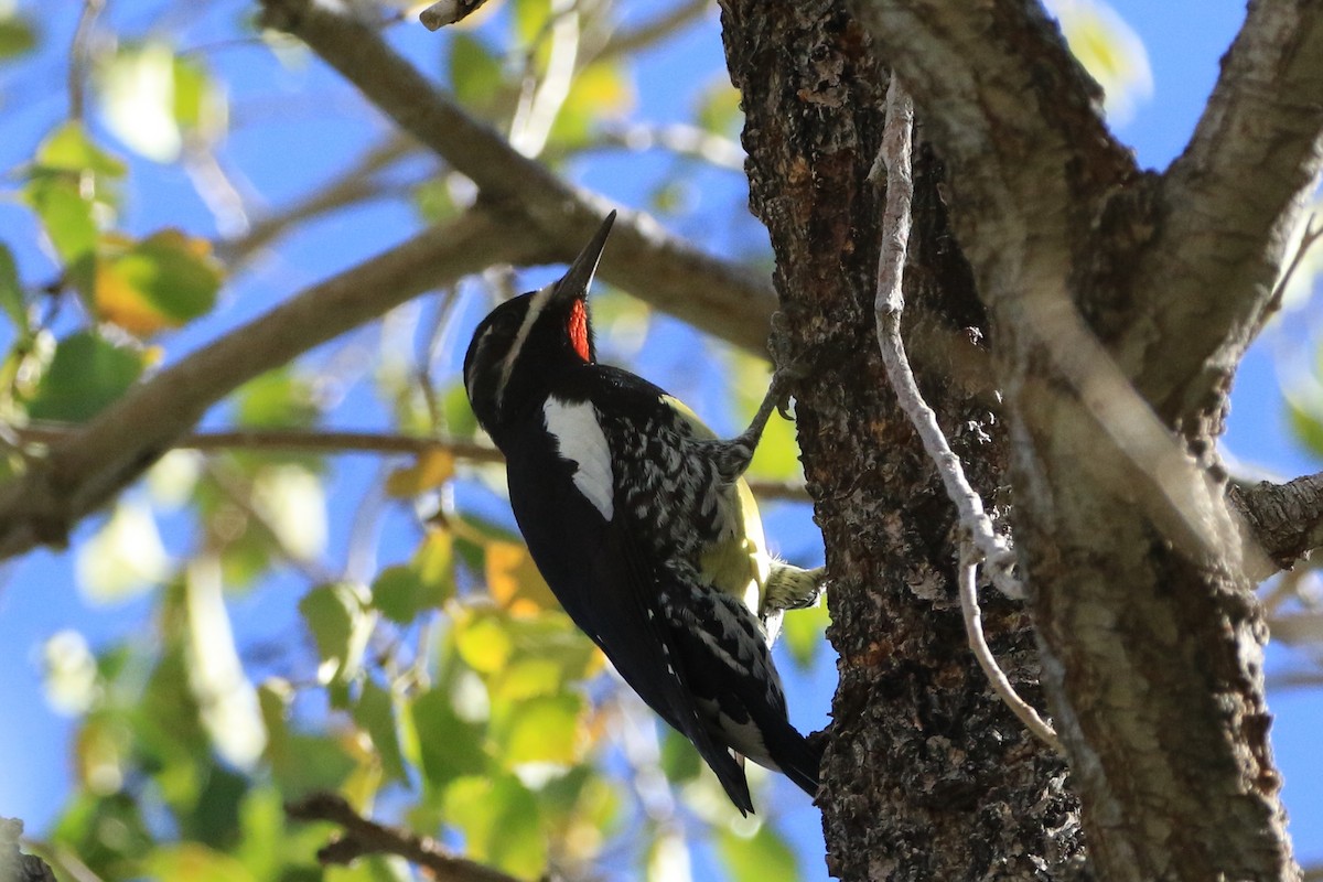 Дятел-смоктун сосновий - ML644564753