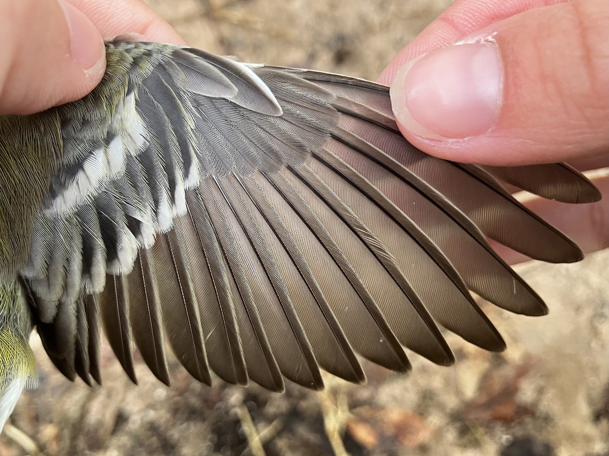 Pine Warbler - ML644564771