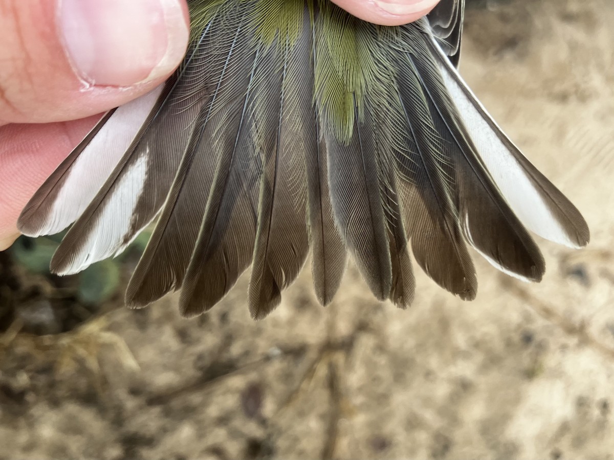 Pine Warbler - ML644564772