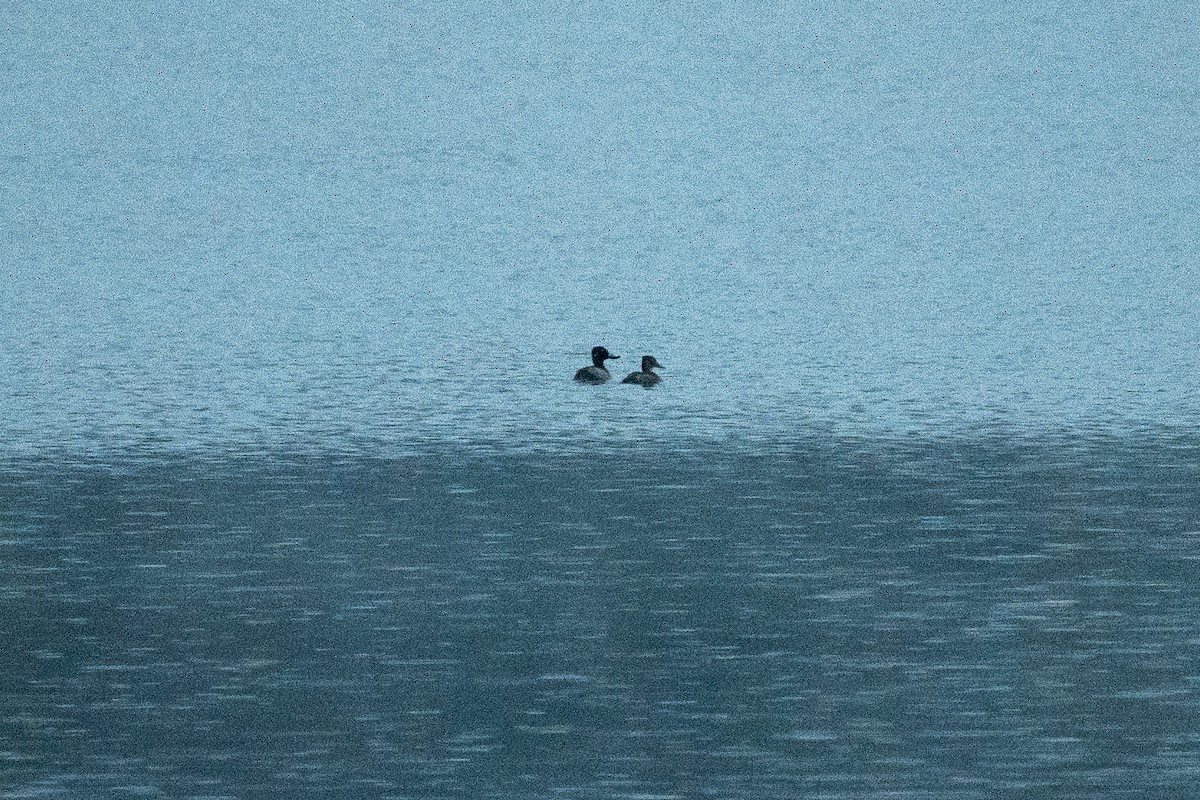 Murgilari lepokoduna - ML644564773