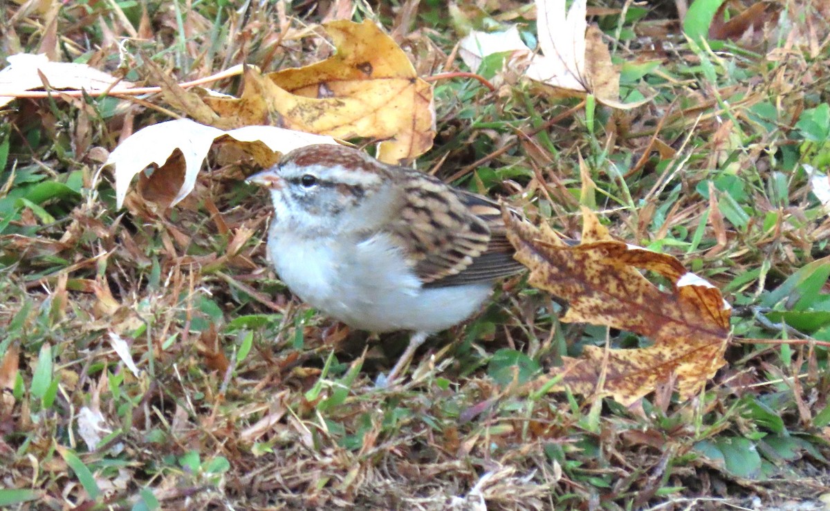 Cırcır Sesli Serçe - ML644564774