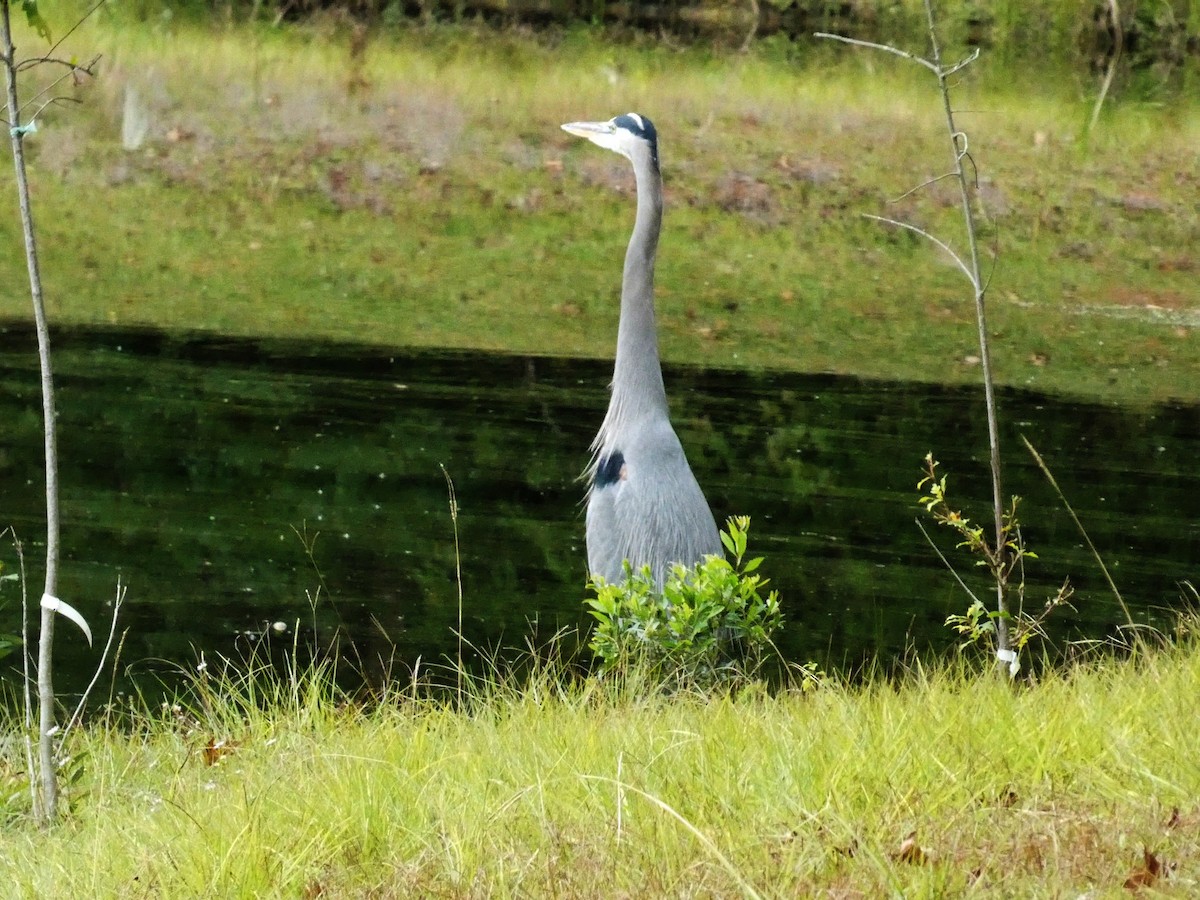 Great Blue Heron (Great Blue) - ML644564780