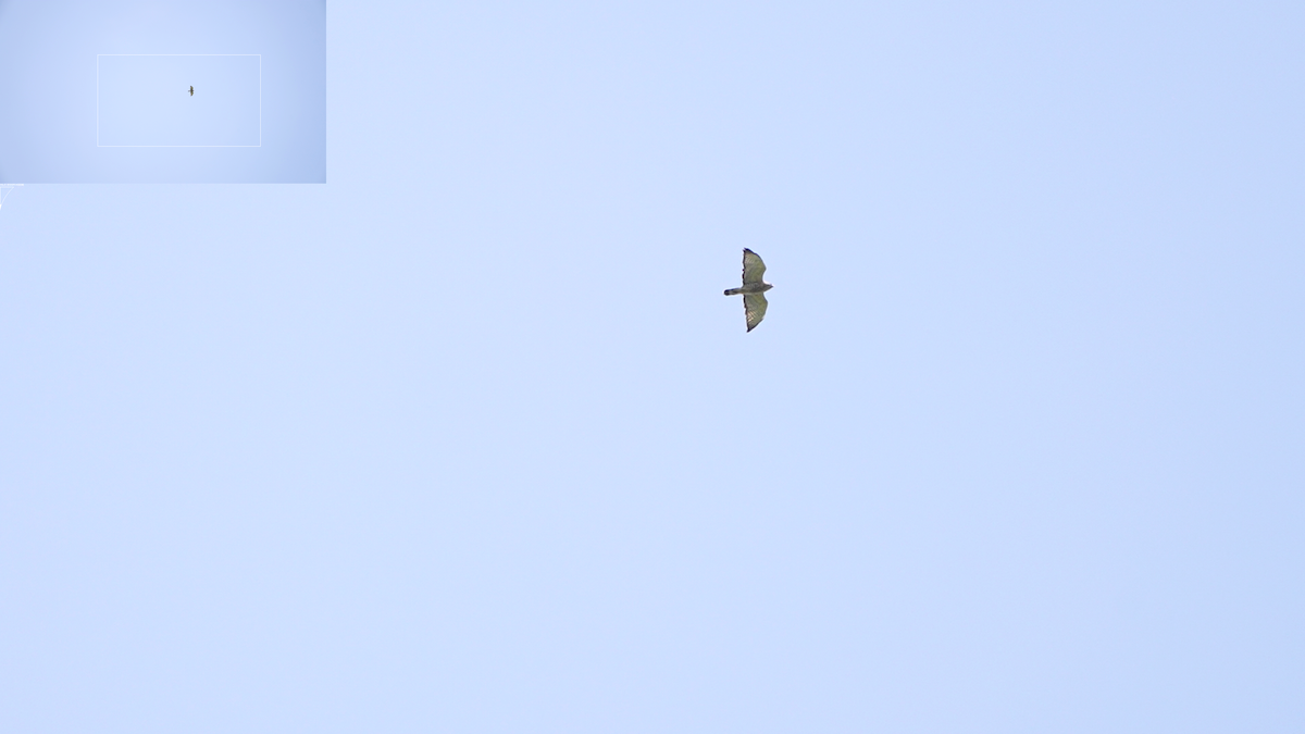 Busardo Aliancho - ML644564782