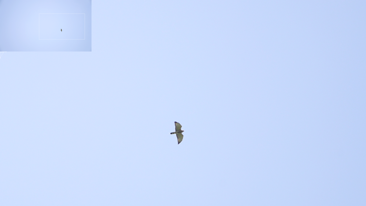 Busardo Aliancho - ML644564783