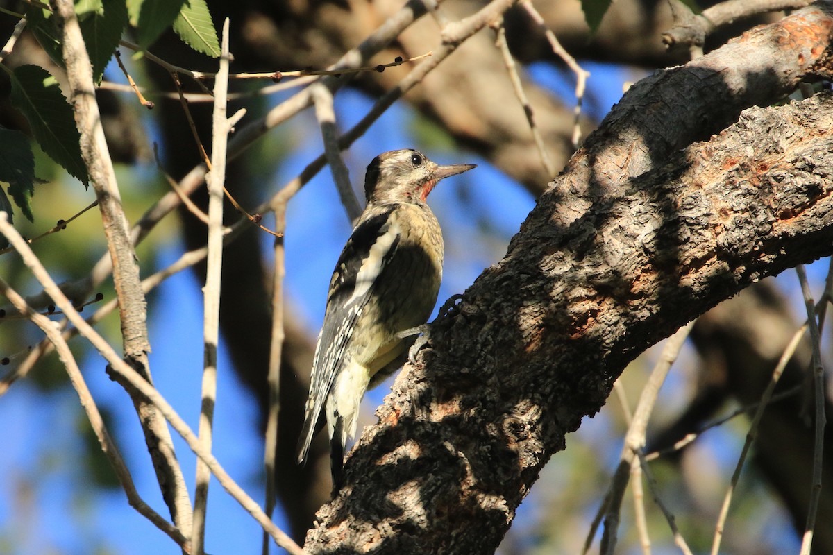 Дятел-смоктун жовточеревий - ML644564787
