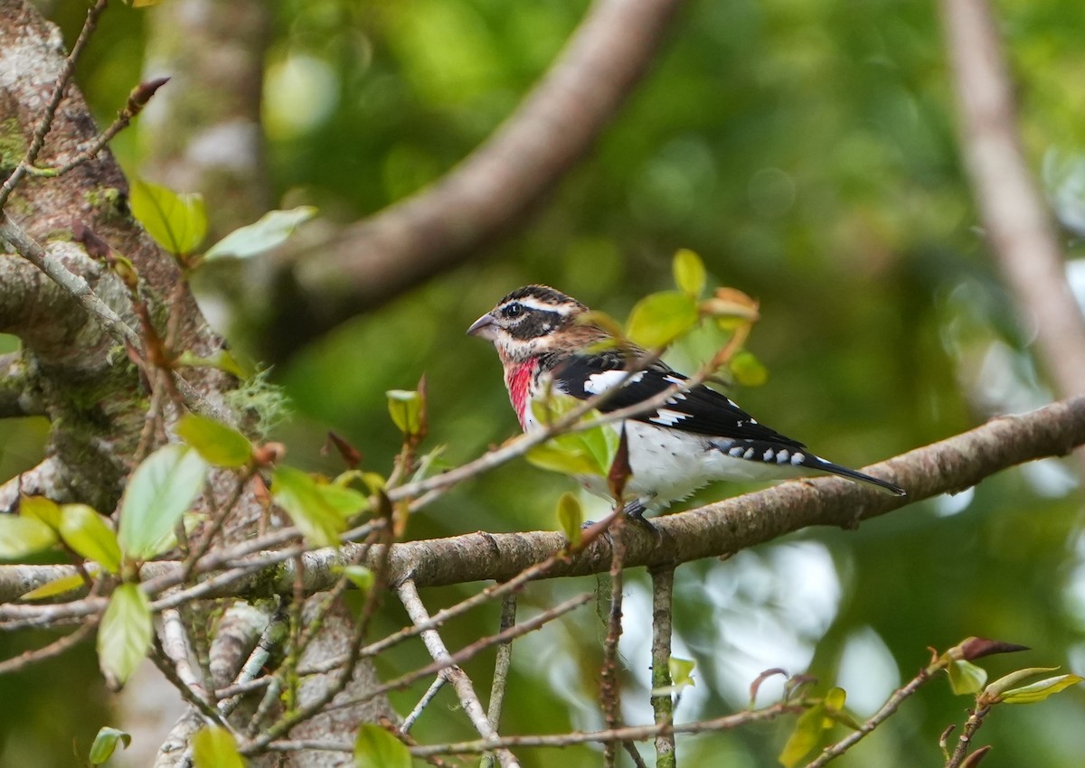 Rose-breasted Grosbeak - ML644564788