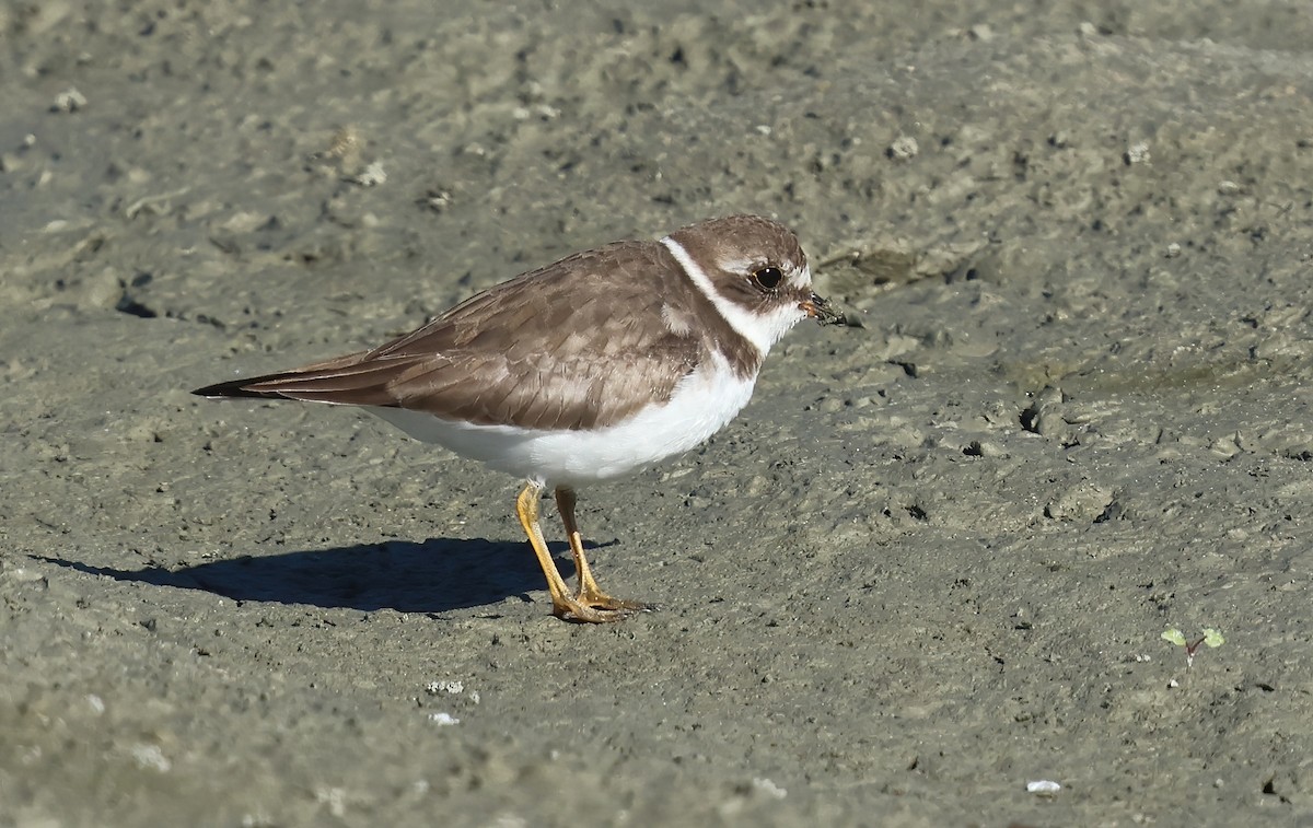 Semipalmated Plover - ML644564791