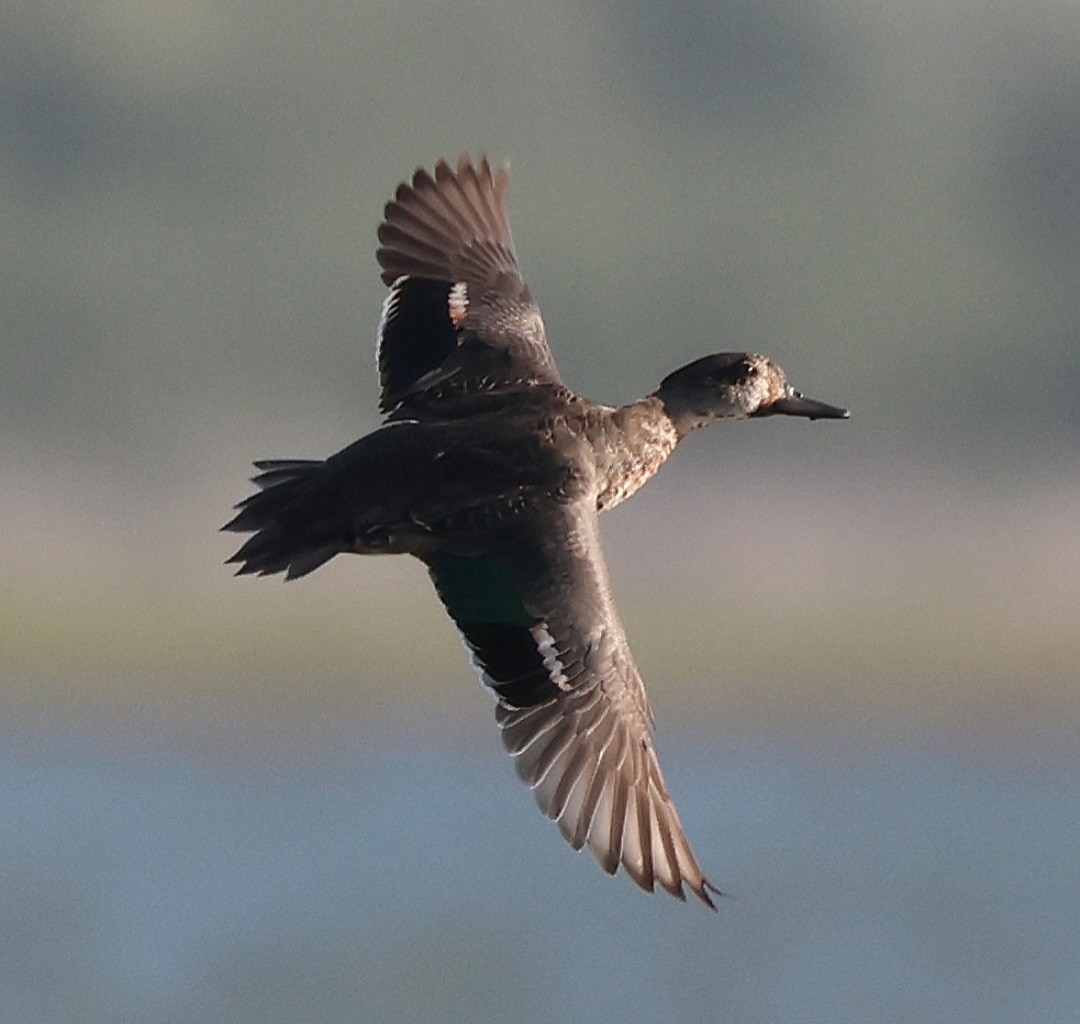 Cerceta Aliazul - ML644564792