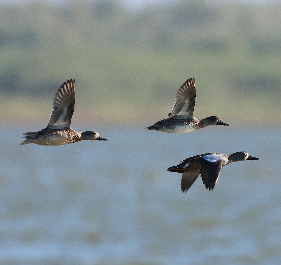 Cerceta Aliazul - ML644564793