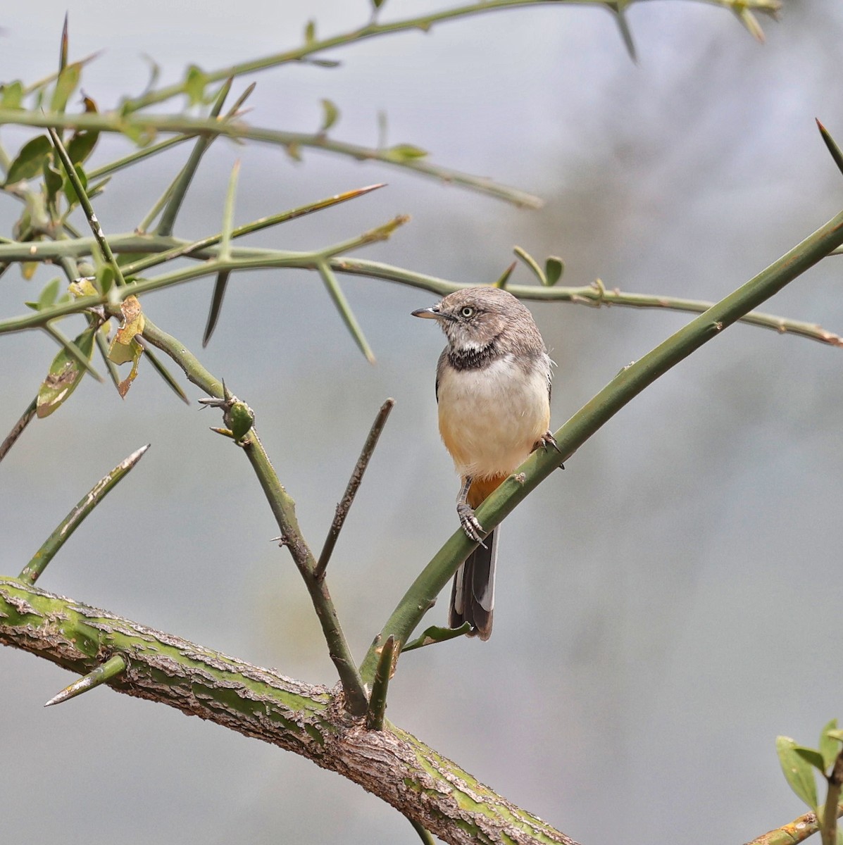 Banded Parisoma - ML644564795