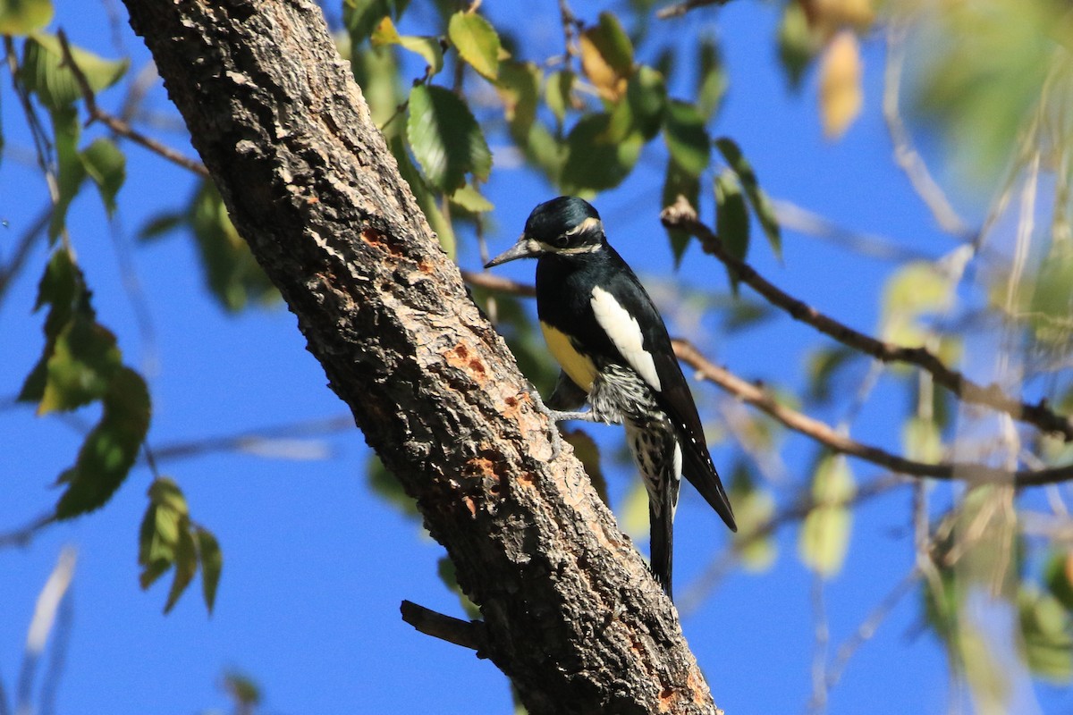 Дятел-смоктун сосновий - ML644564806