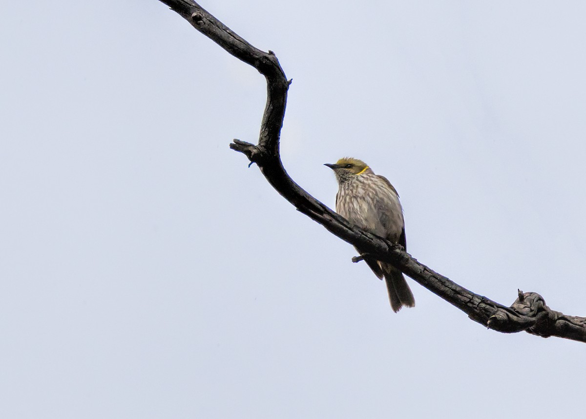 Méliphage orné - ML644564809