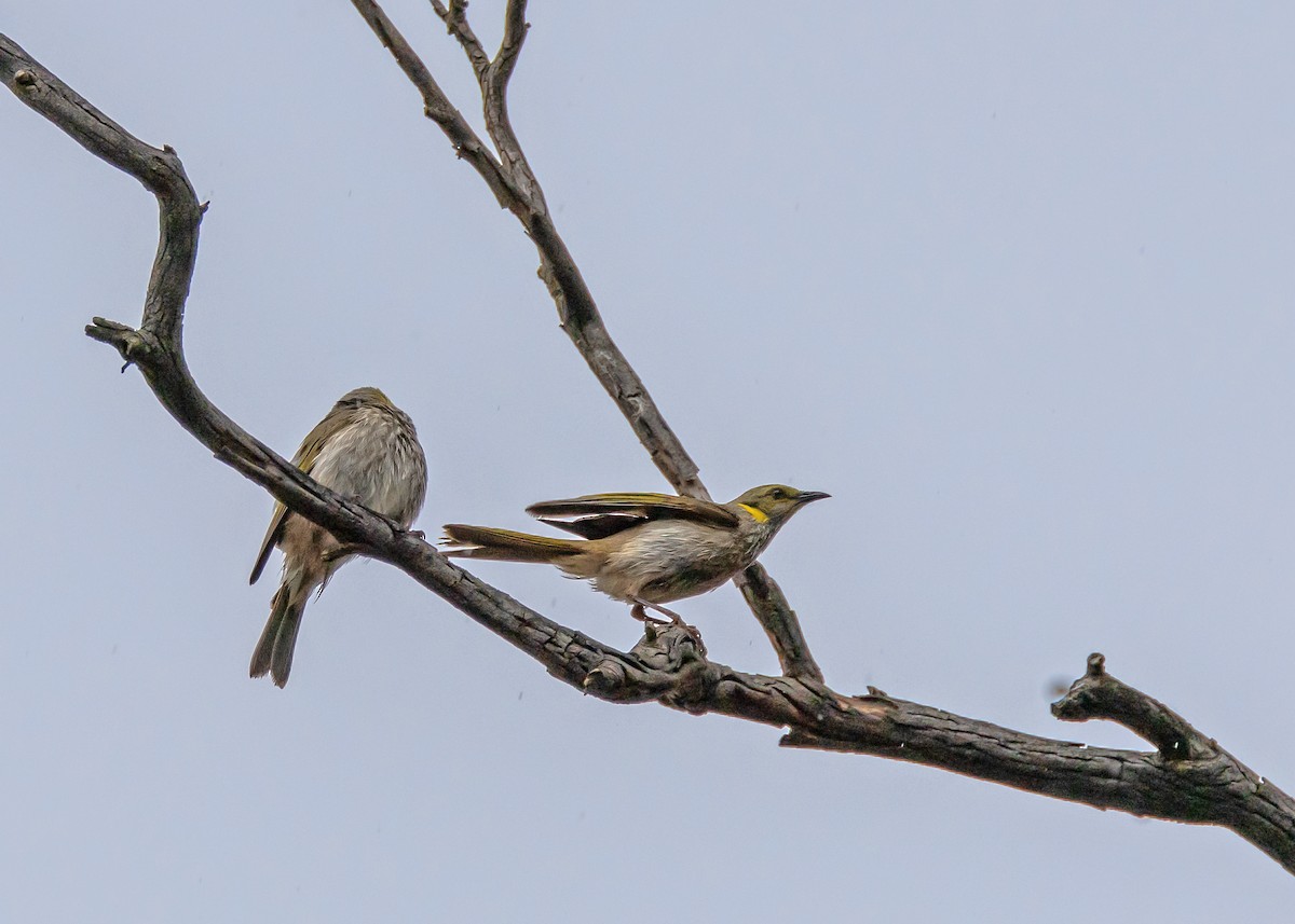 Méliphage orné - ML644564810