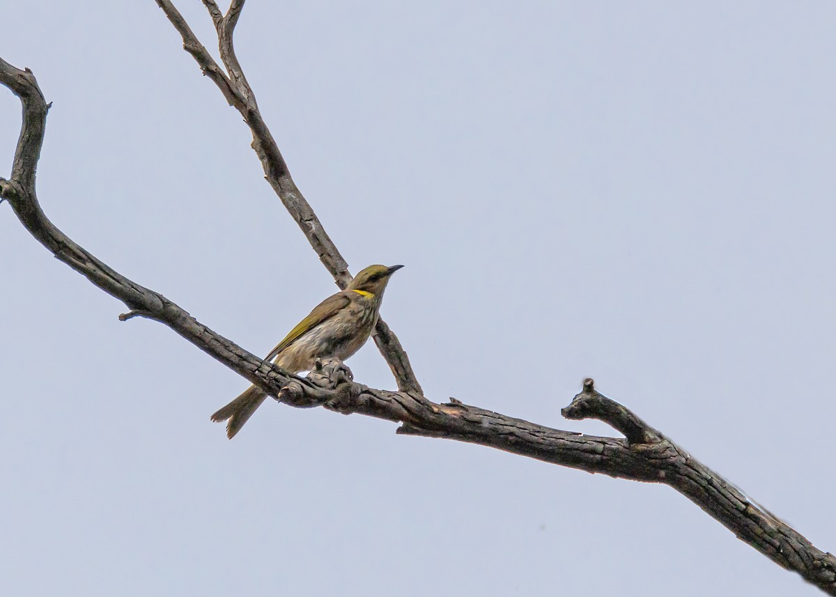 Méliphage orné - ML644564811