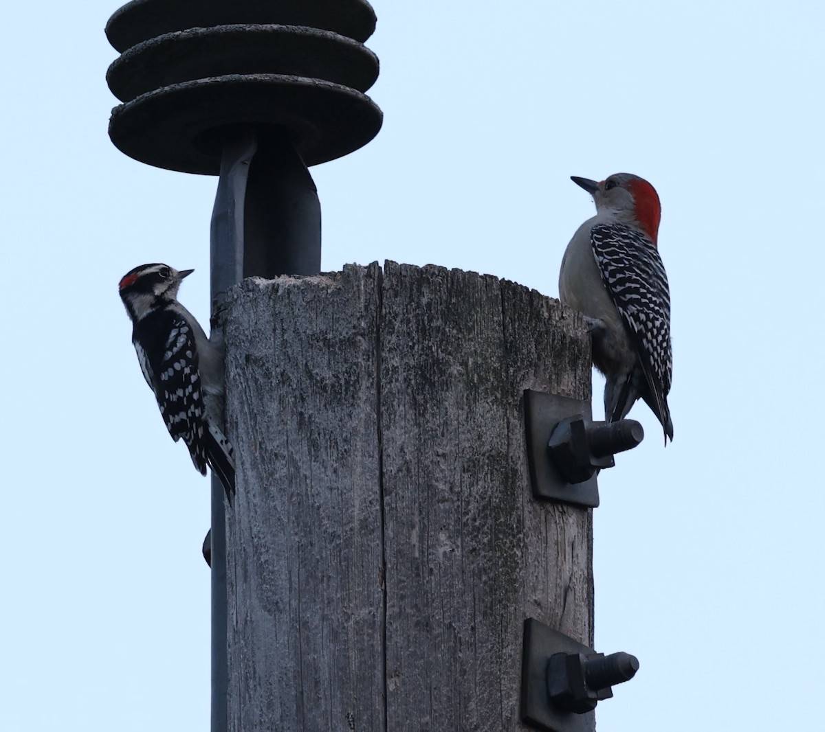 シマセゲラ - ML644564814