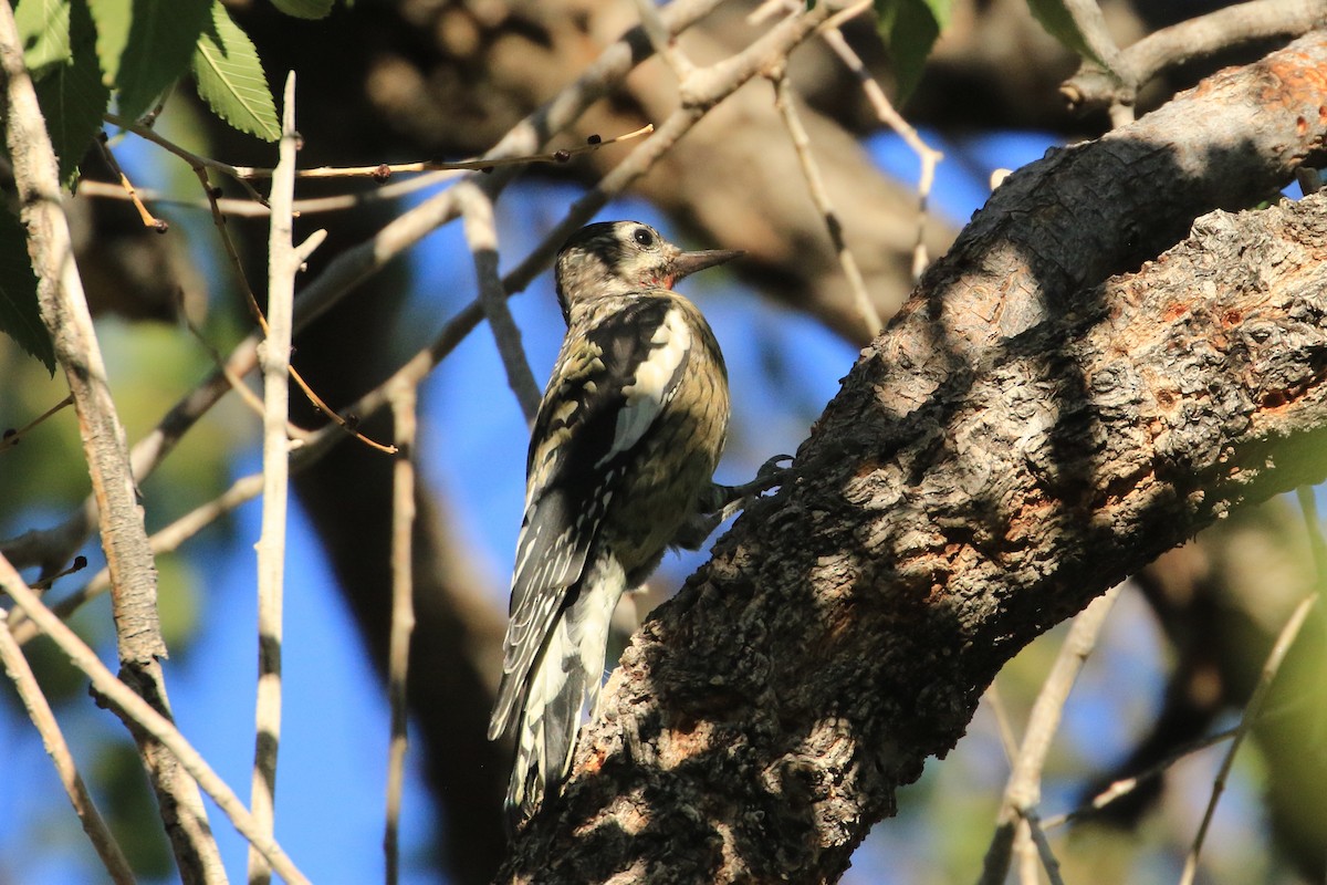 Дятел-смоктун жовточеревий - ML644564820