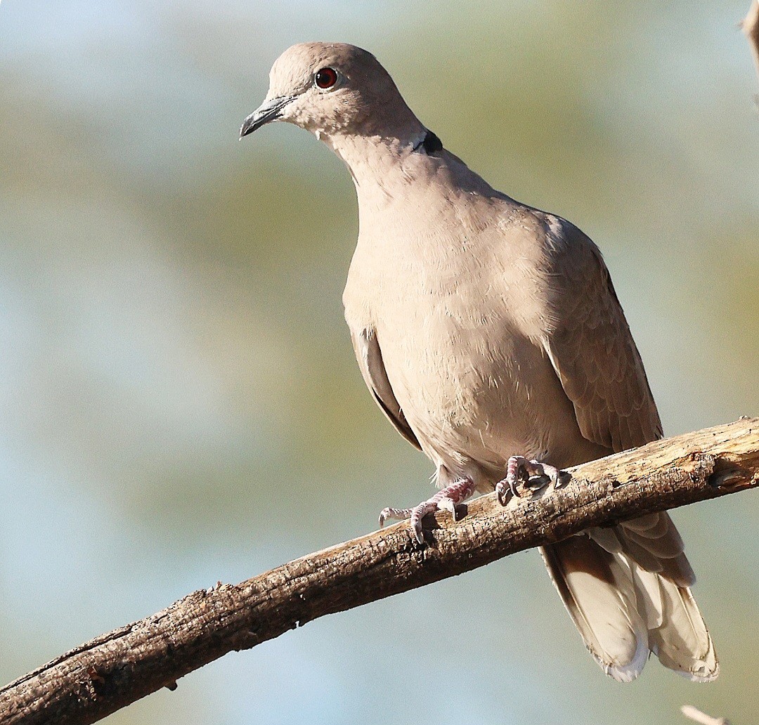 Eurasian Collared-Dove - ML644564825