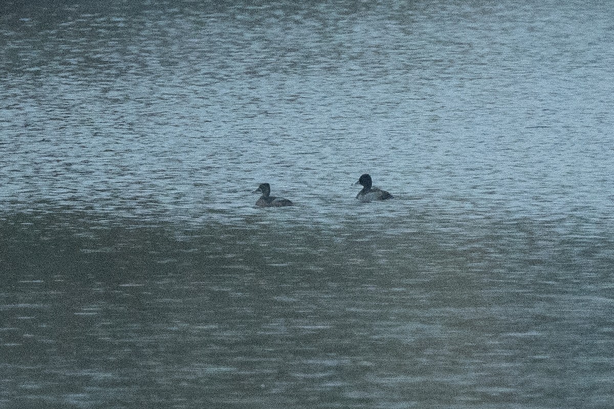 Murgilari lepokoduna - ML644564826