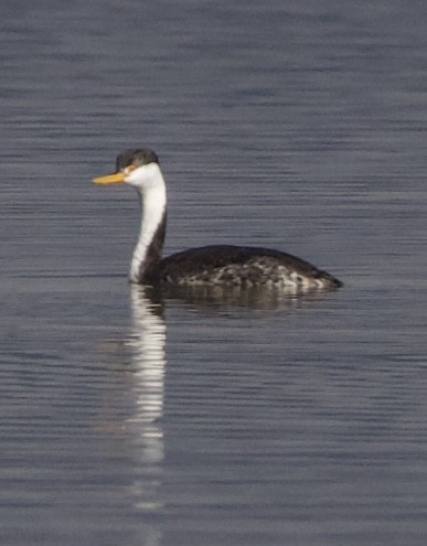Western x Clark's Grebe (hybrid) - ML644564827