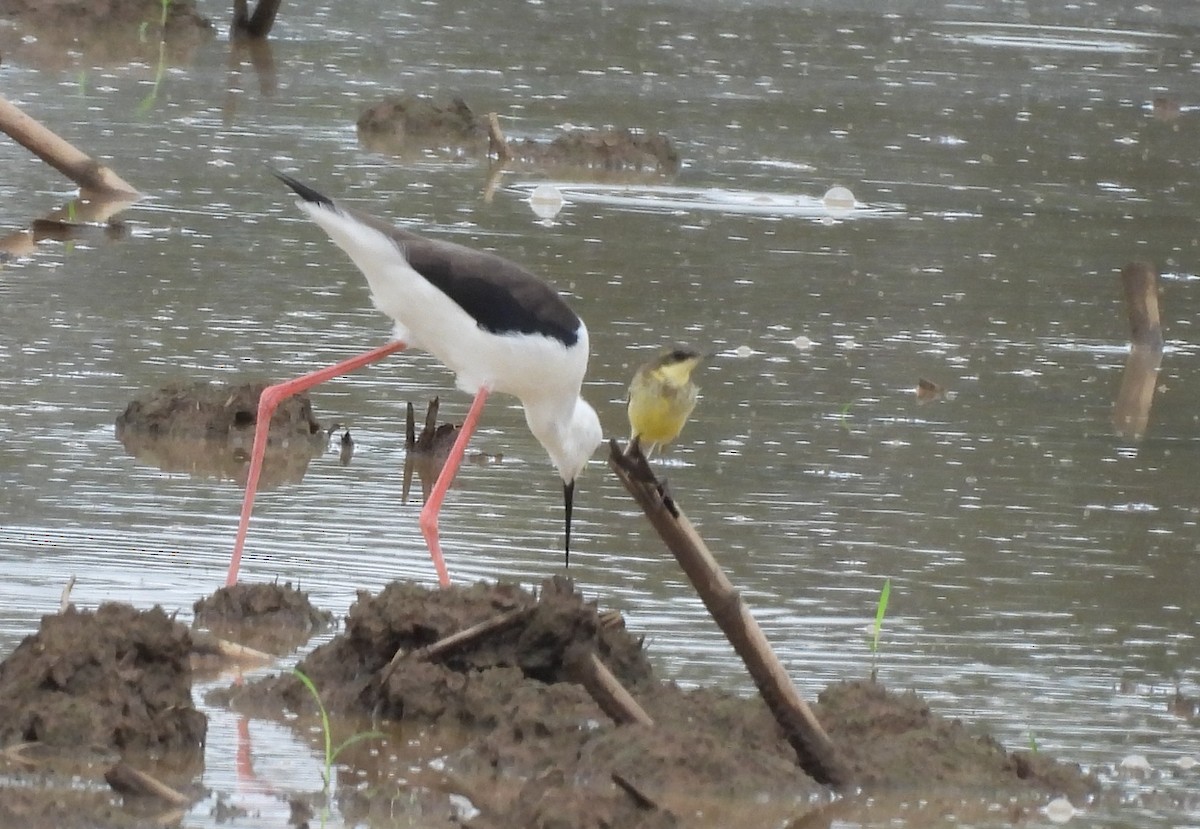 高蹺鴴 - ML644564828