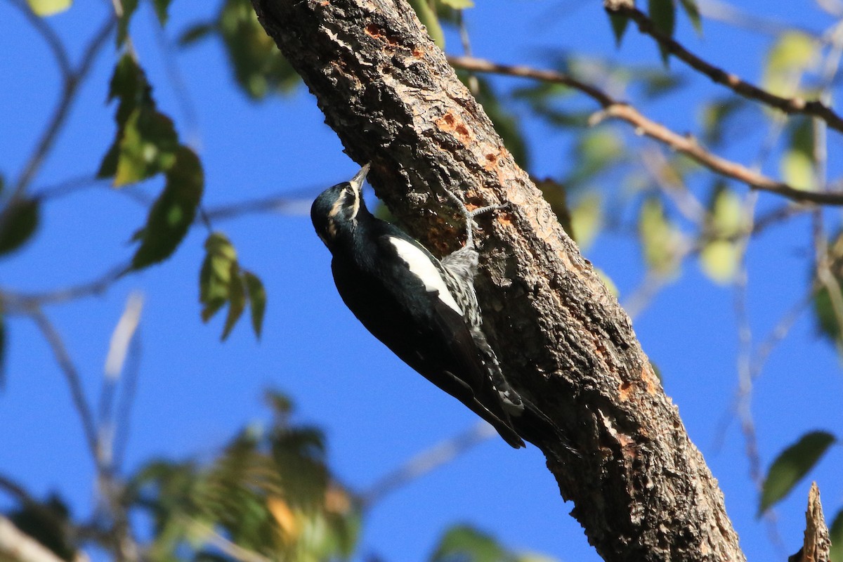 Дятел-смоктун сосновий - ML644564829